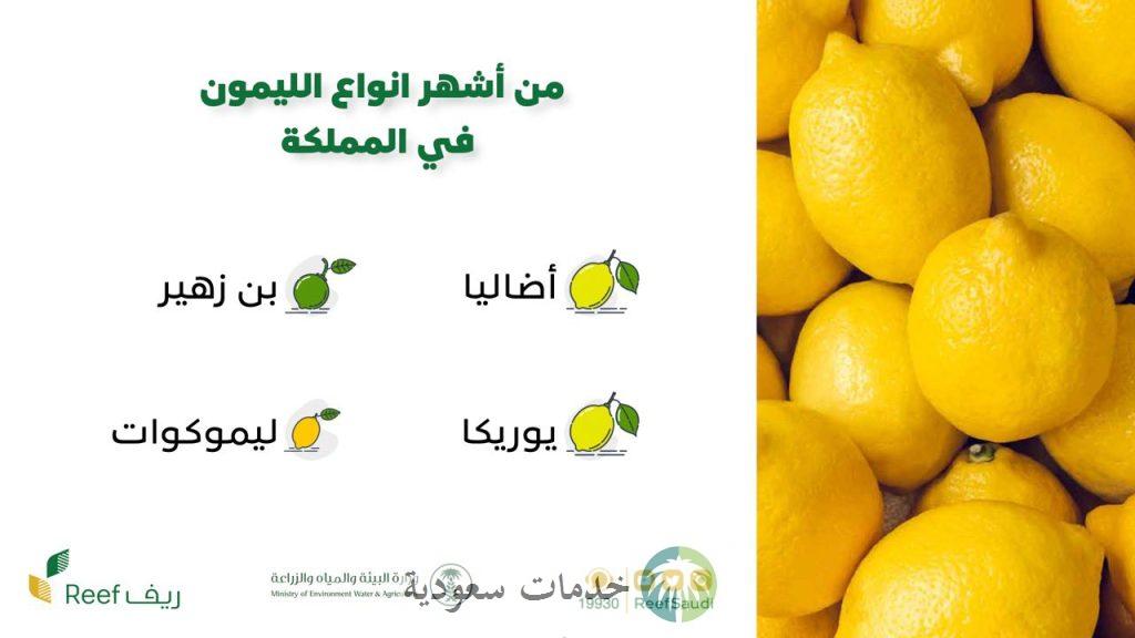 كيف احصل على ريف دعم الفواكه 1447 شروط التسجيل 1 ريف دعم الفواكه