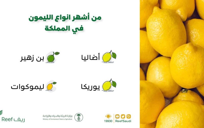 كيف اقدم على دعم الفواكه 1445-2024 بالخطوات والشروط المطلوبة للتسجيل ؟ البيئة توضح 2 كيف اقدم على دعم الفواكه 1445-2024 بالخطوات والشروط المطلوبة للتسجيل ؟ البيئة توضح