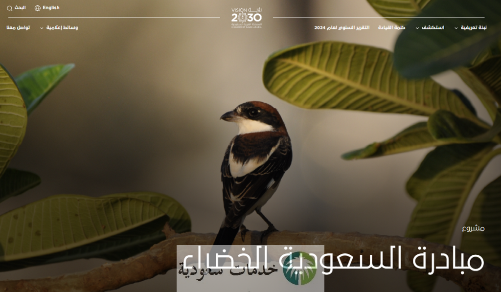 151 مليون شجرة حصيلة مبادرة السعودية الخضراء حتى 2025
